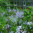 Privatgarten - Glockenblumen
